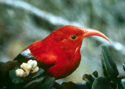 Honeycreeper Backgrounds, Compatible - PC, Mobile, Gadgets| 415x295 px
