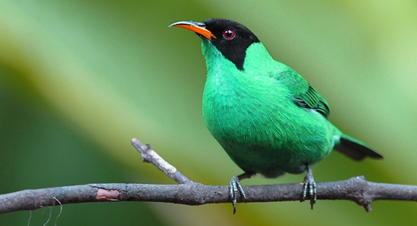 Amazing Honeycreeper Pictures & Backgrounds