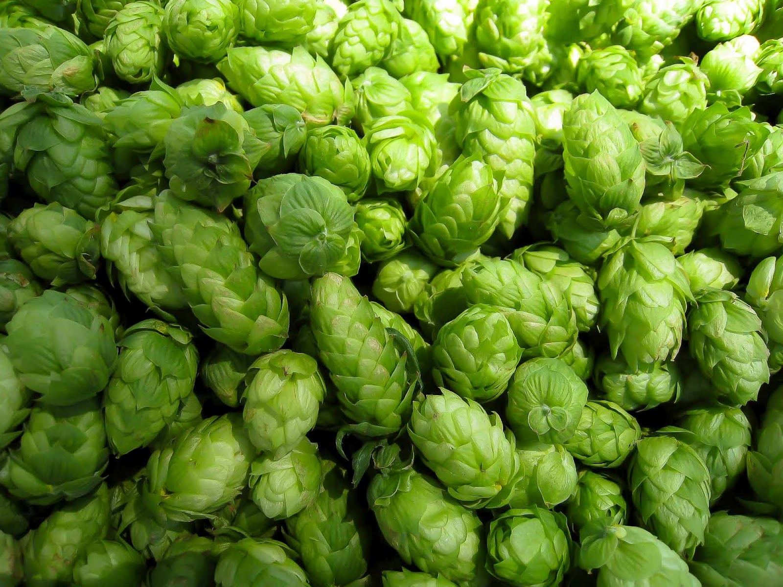 Amazing Hop Pictures & Backgrounds