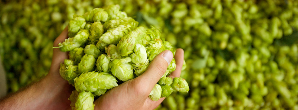Hop High Quality Background on Wallpapers Vista