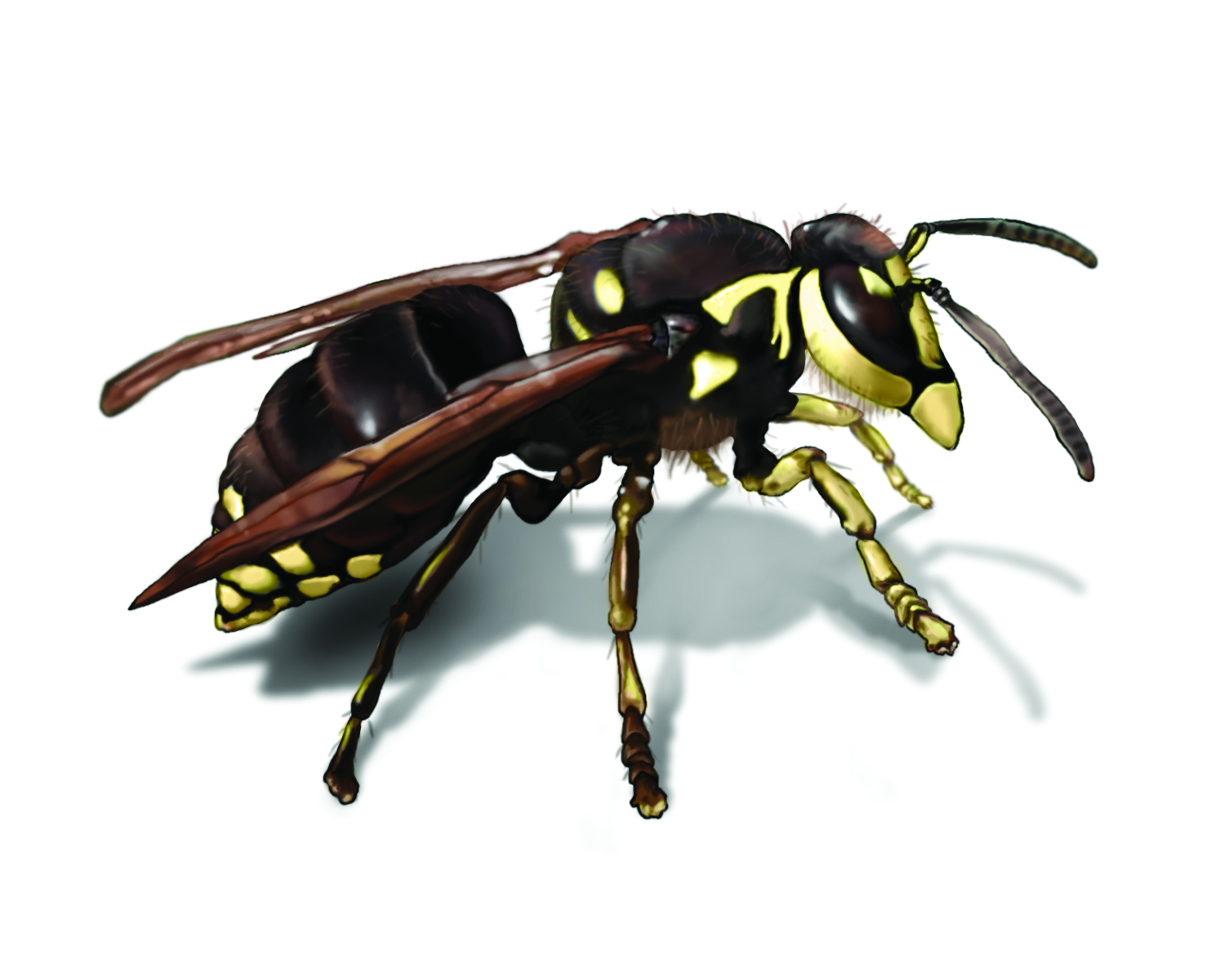HD Quality Wallpaper | Collection: Animal, 1500x1200 Hornet