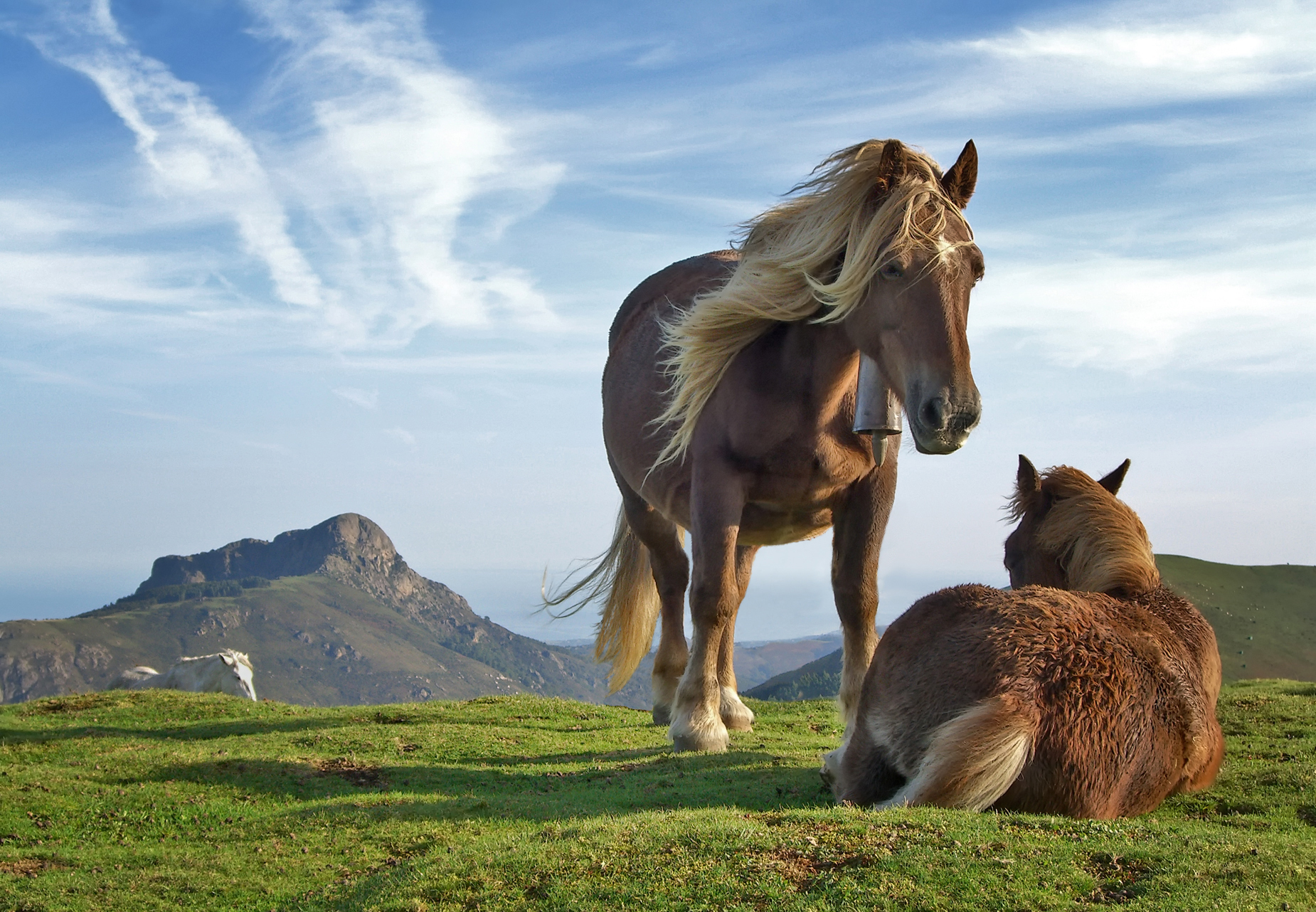 Nice Images Collection: Horse Desktop Wallpapers