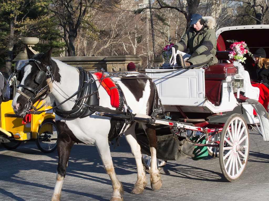 Horse Drawn Buggy High Quality Background on Wallpapers Vista