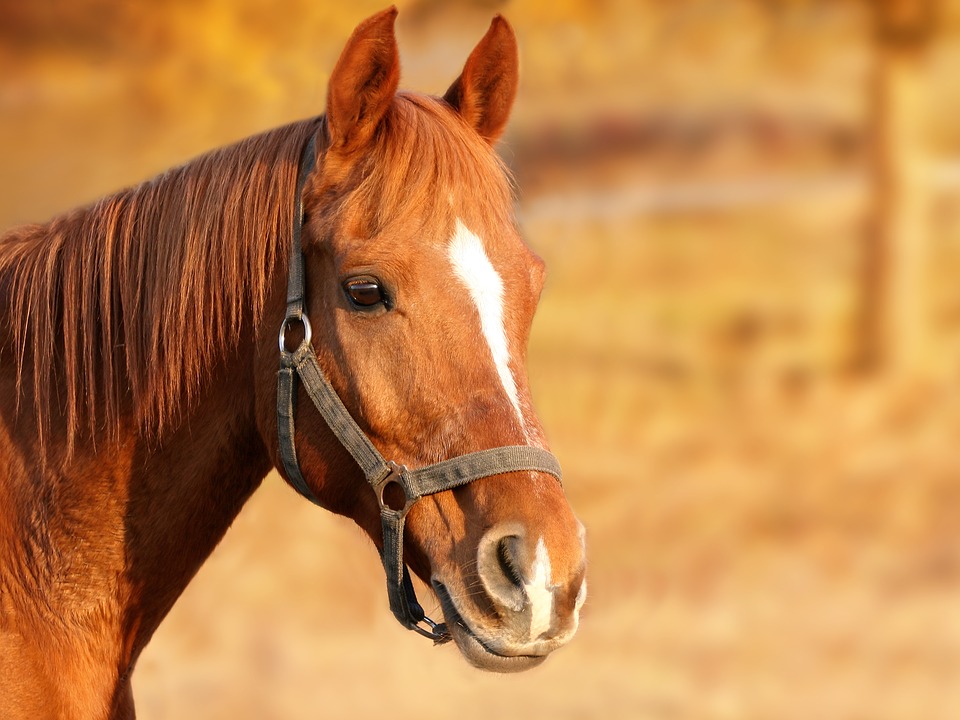 Horse Backgrounds on Wallpapers Vista