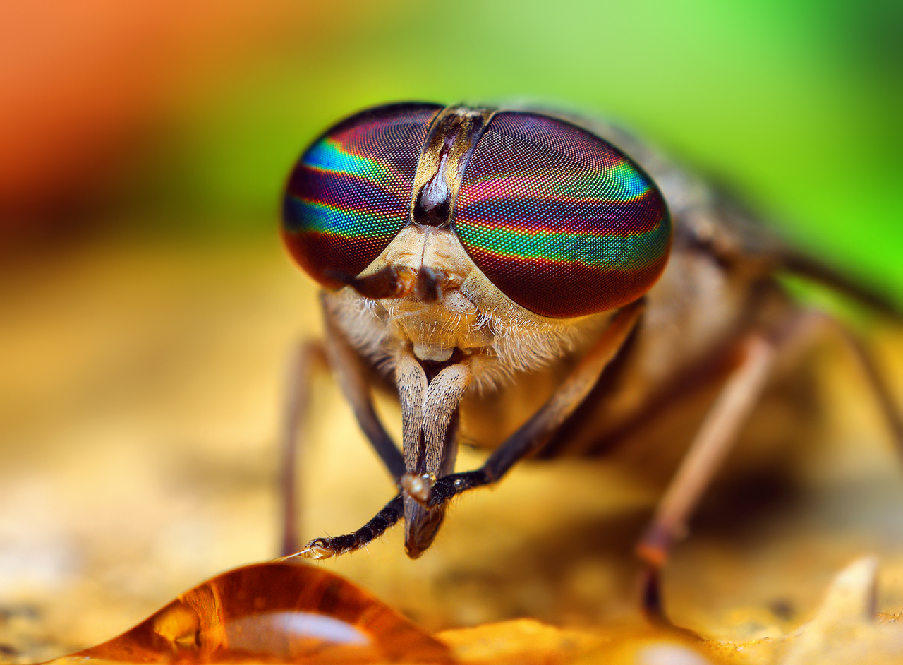 High Resolution Wallpaper | Horse-fly 1280x942 px