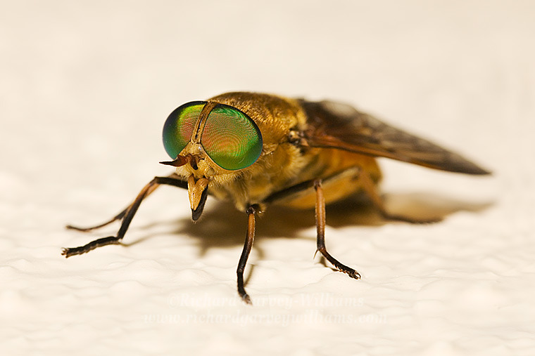Horse-fly Pics, Animal Collection
