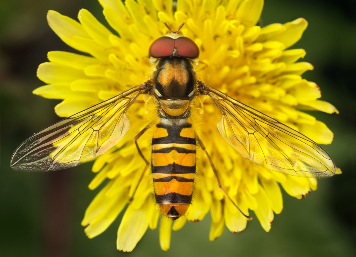 Hoverfly Backgrounds, Compatible - PC, Mobile, Gadgets| 1200x866 px