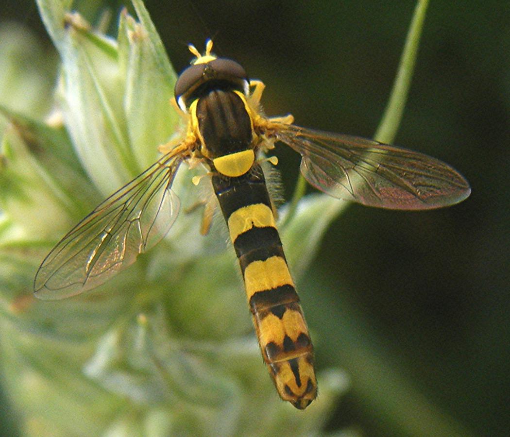 Nice Images Collection: Hoverfly Desktop Wallpapers