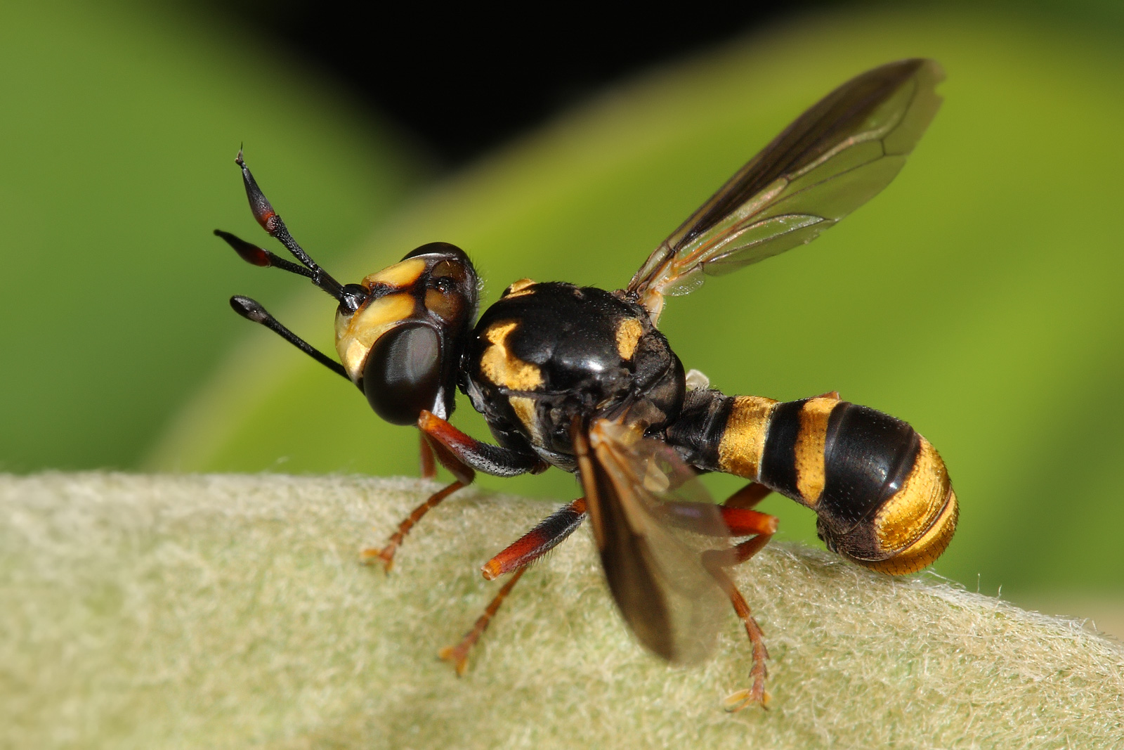 1600x1067 > Hoverfly Wallpapers