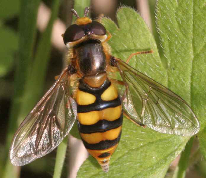 HQ Hoverfly Wallpapers | File 91.41Kb