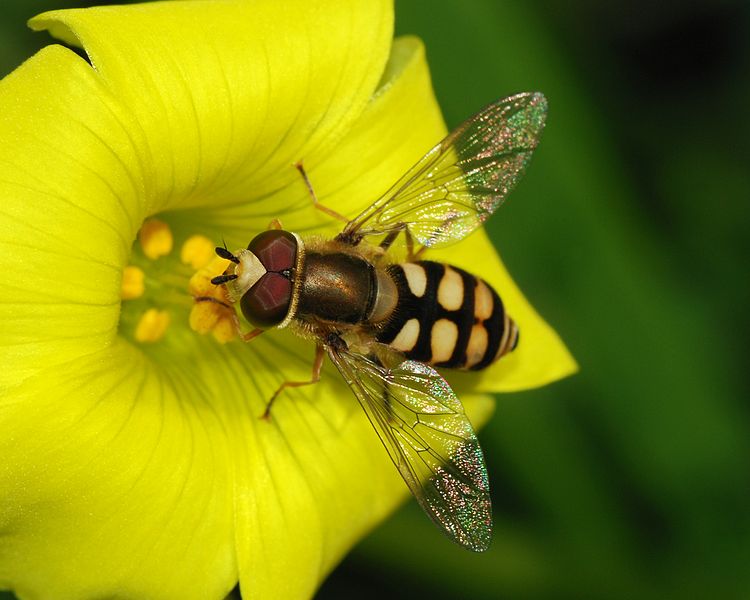 High Resolution Wallpaper | Hoverfly 750x600 px