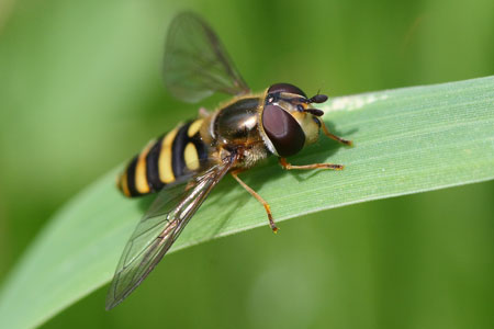 Nice Images Collection: Hoverfly Desktop Wallpapers
