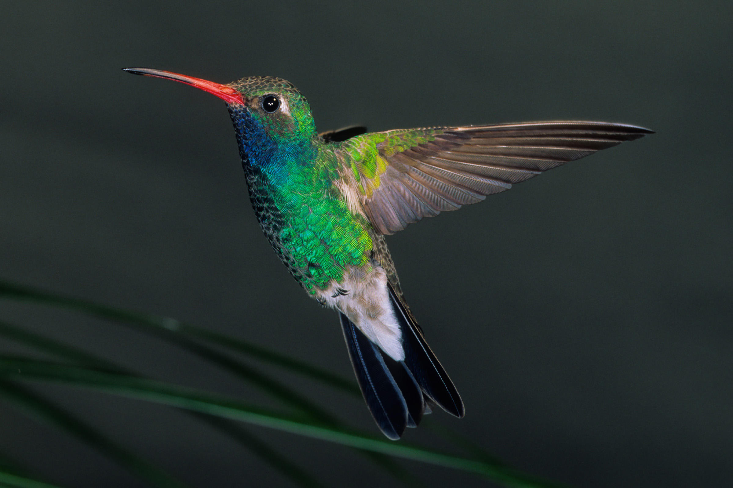 Hummingbird Pics, Animal Collection