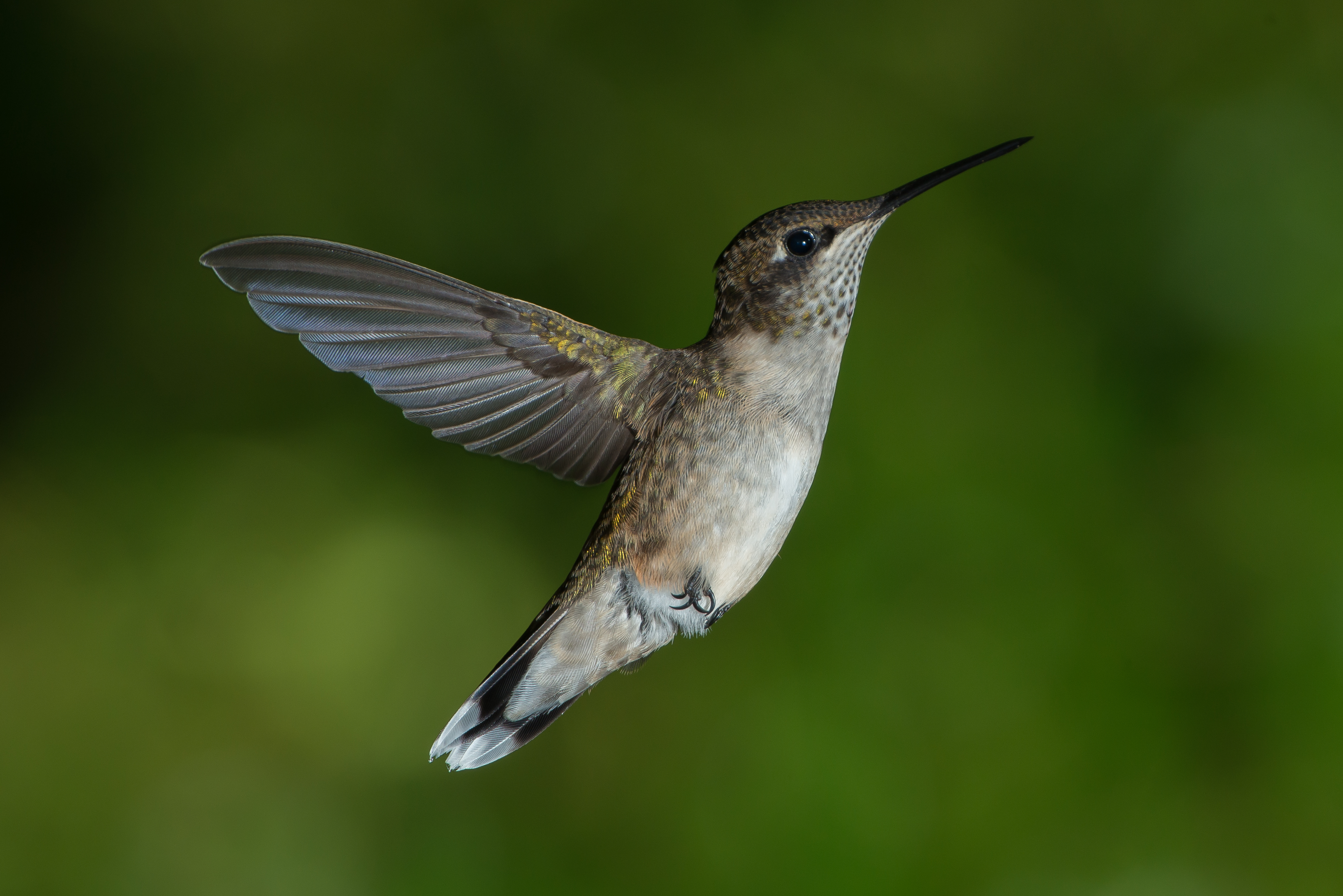 Hummingbird Pics, Animal Collection