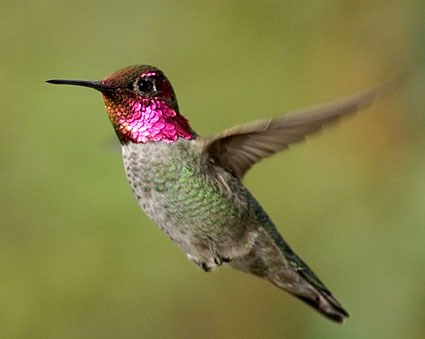 Amazing Hummingbird Pictures & Backgrounds