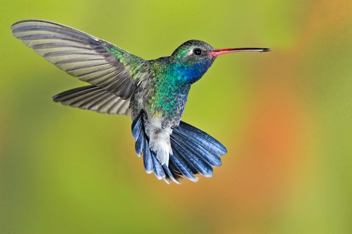 Images of Hummingbird | 710x473