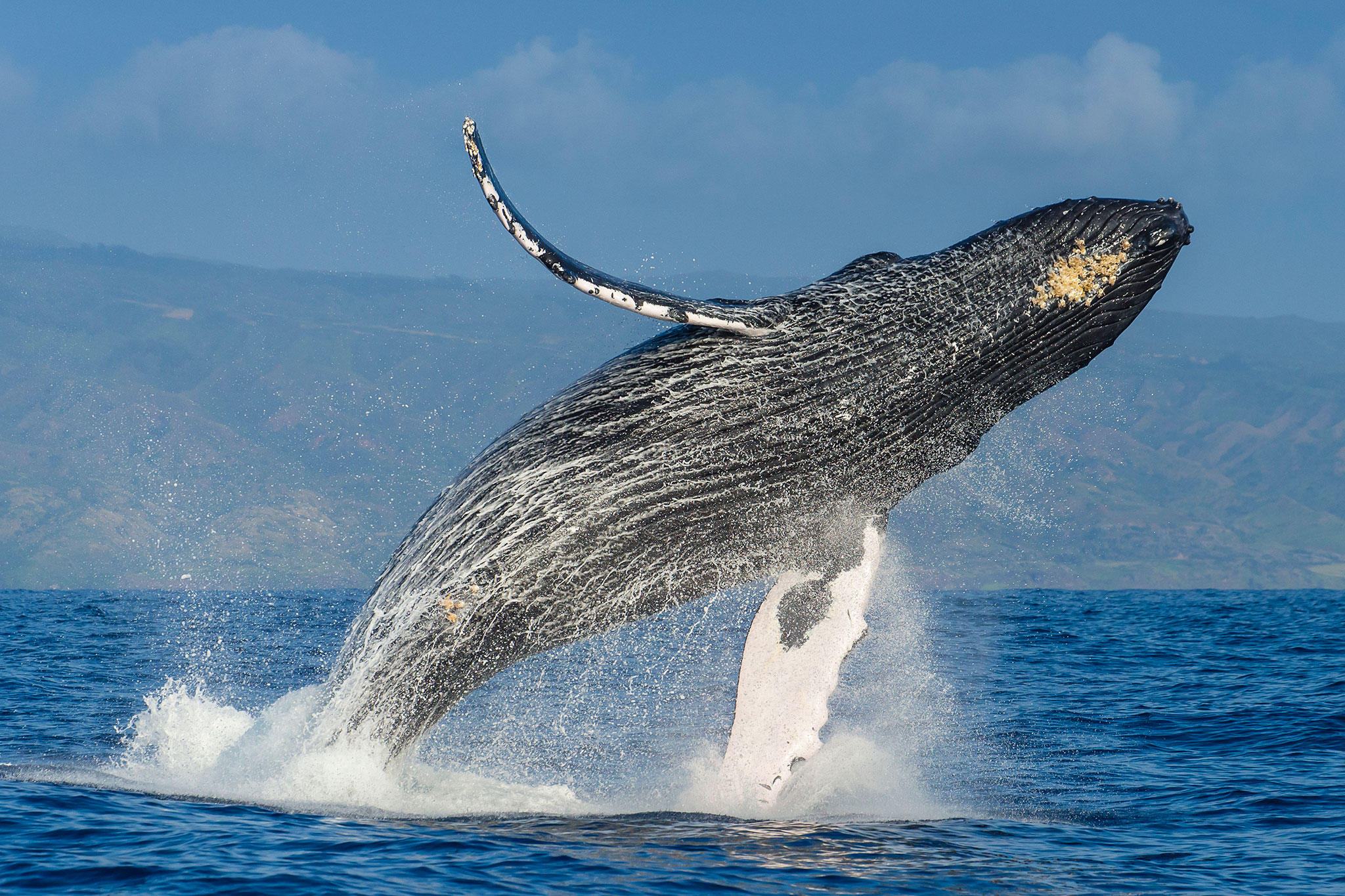 Humpback Whale Backgrounds on Wallpapers Vista