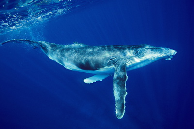 Amazing Humpback Whale Pictures & Backgrounds