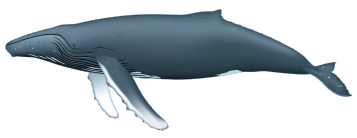 HQ Humpback Whale Wallpapers | File 11.69Kb