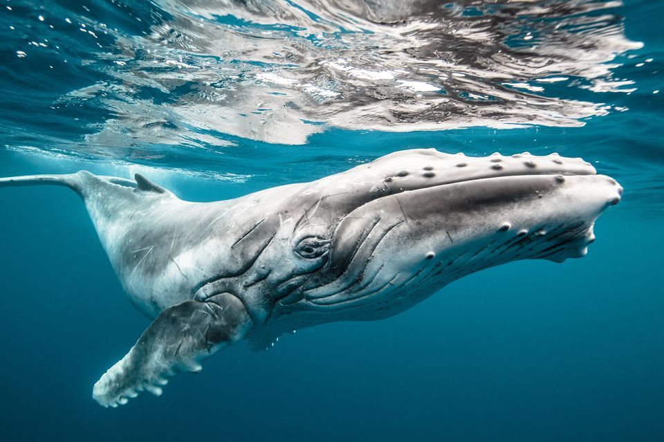 Nice Images Collection: Humpback Whale Desktop Wallpapers
