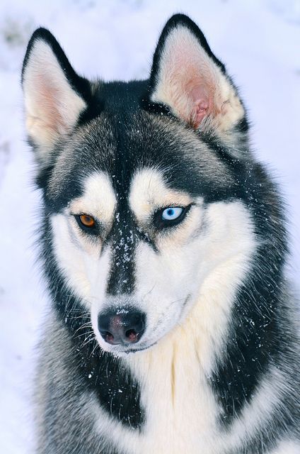 Husky High Quality Background on Wallpapers Vista