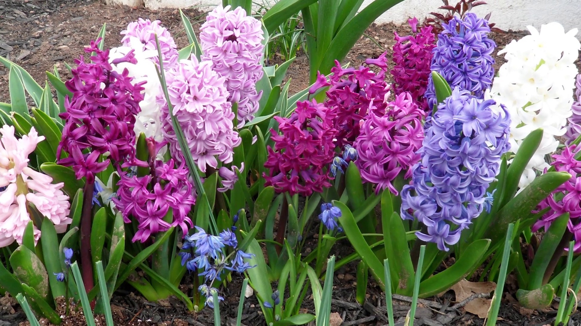Hyacinth Pics, Earth Collection