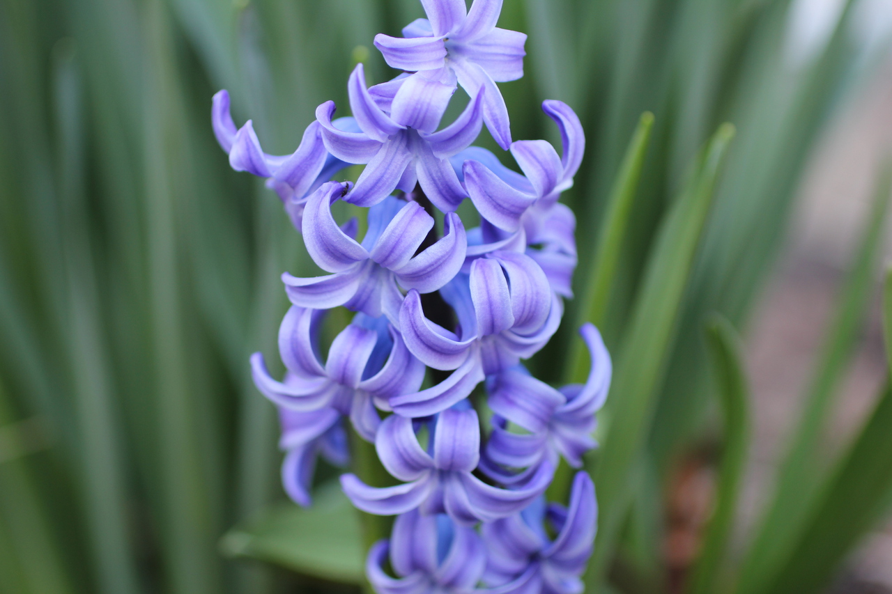 Nice Images Collection: Hyacinth Desktop Wallpapers