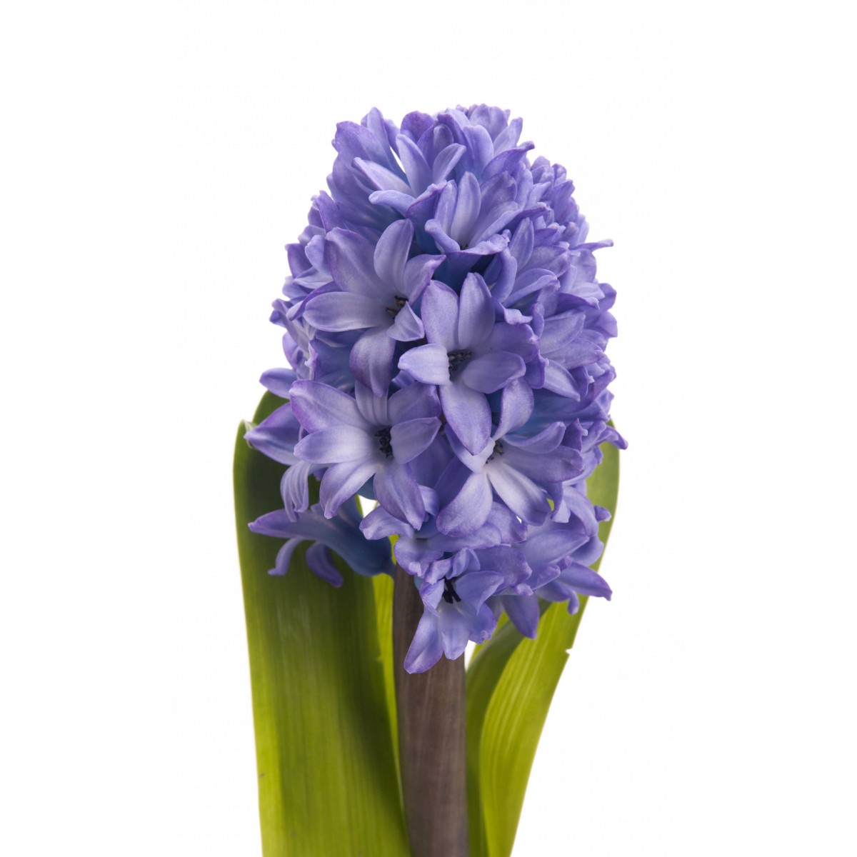 Hyacinth #27