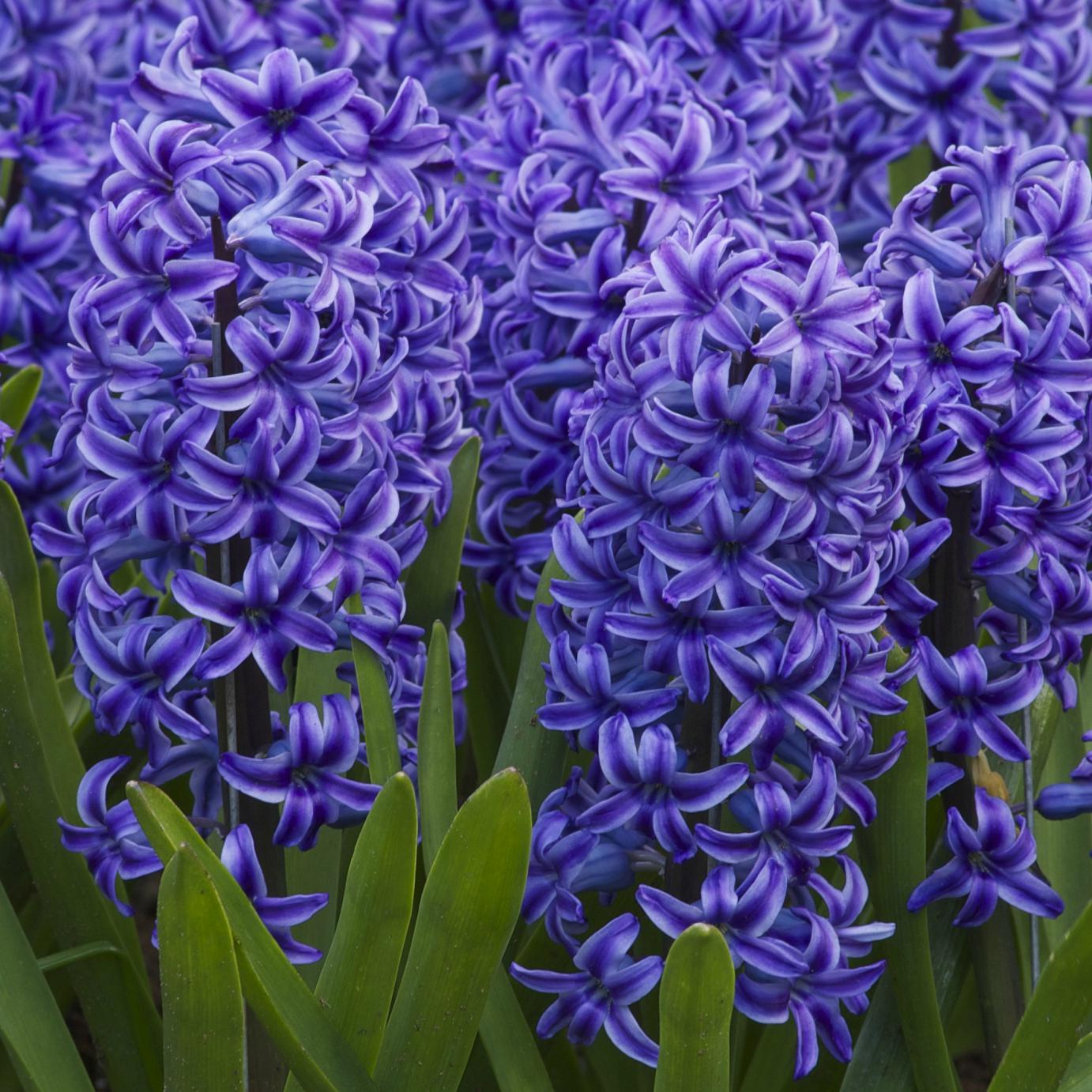 Hyacinth #21