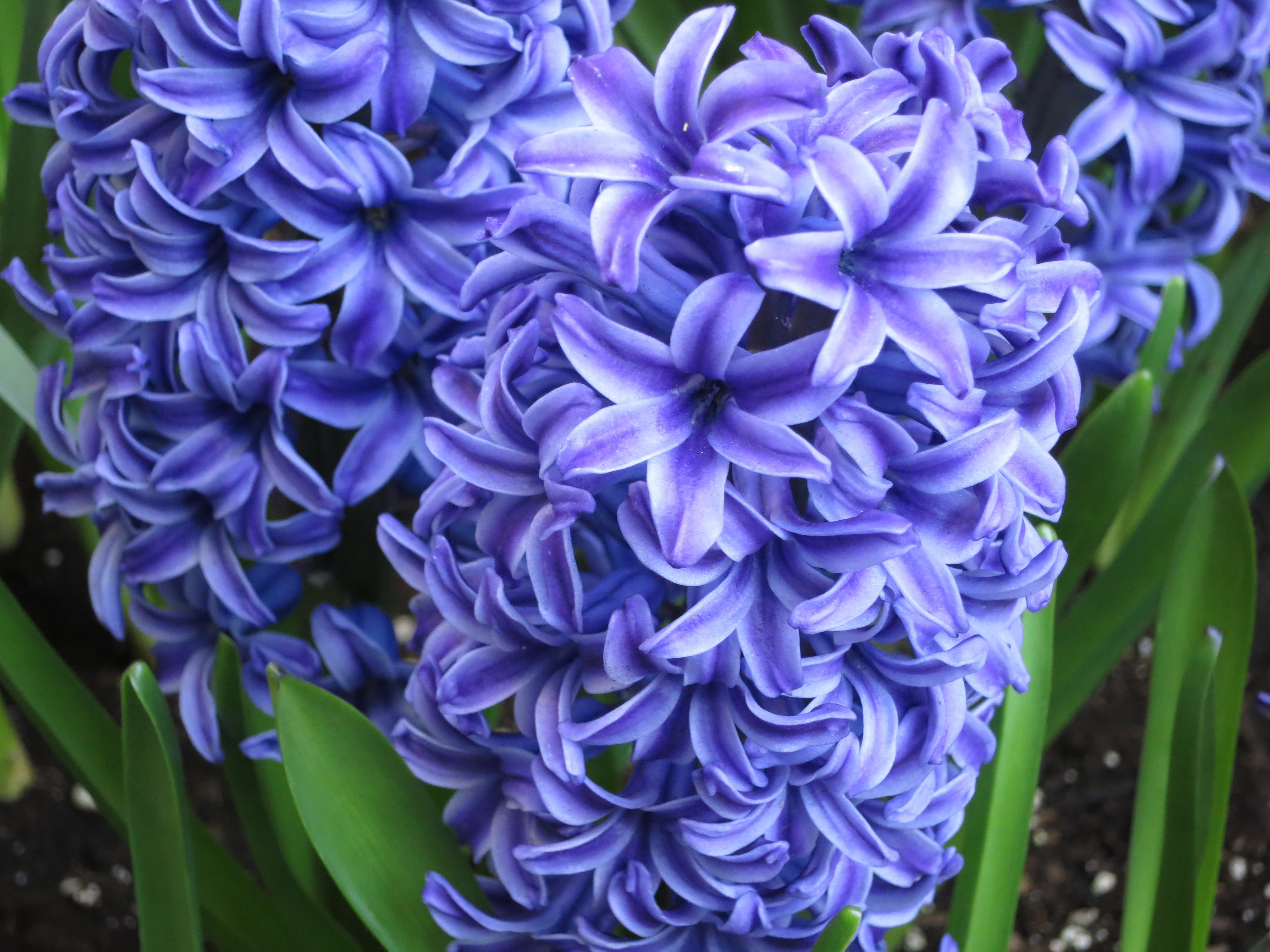 Hyacinth #19