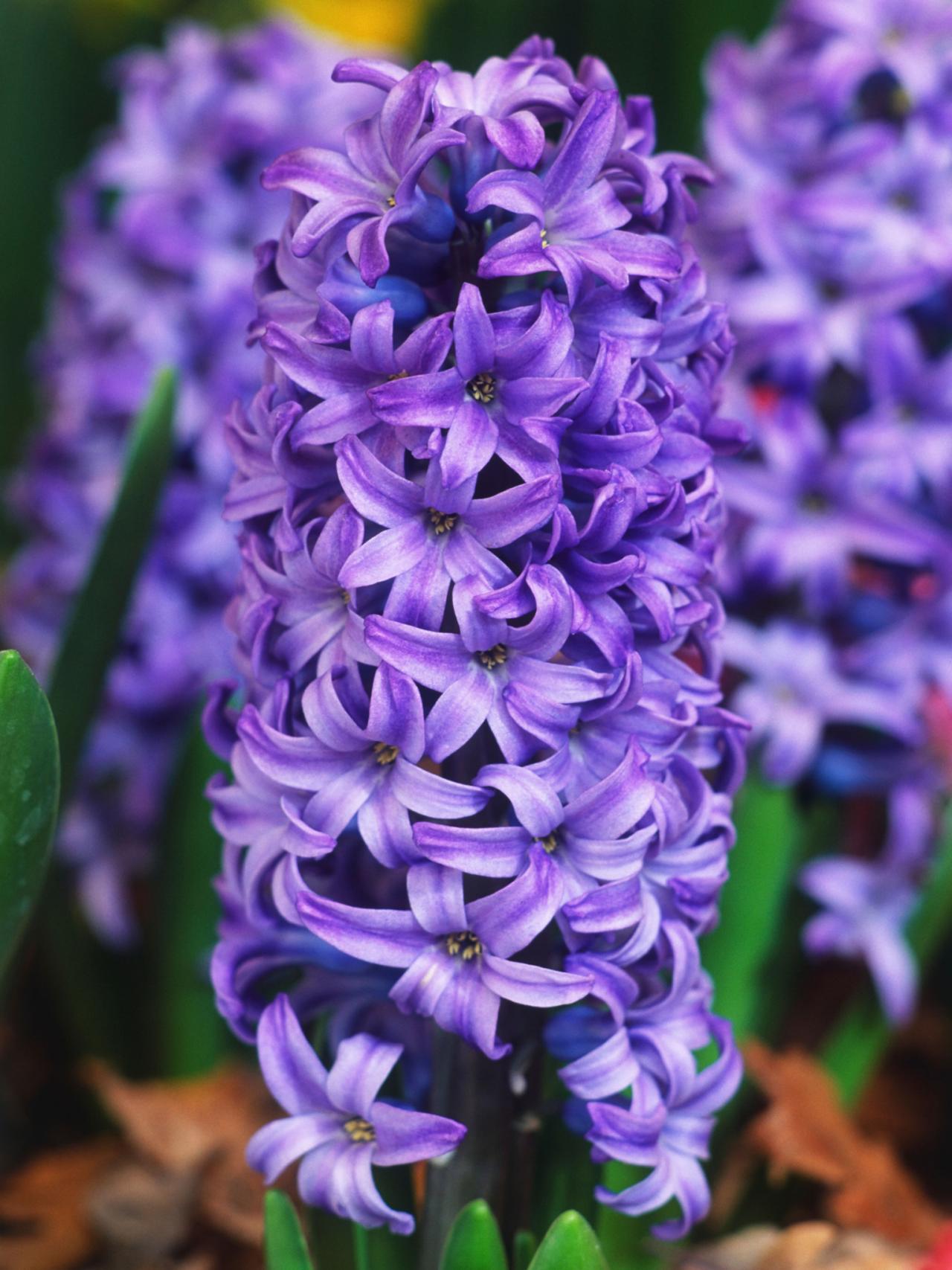 Hyacinth #23