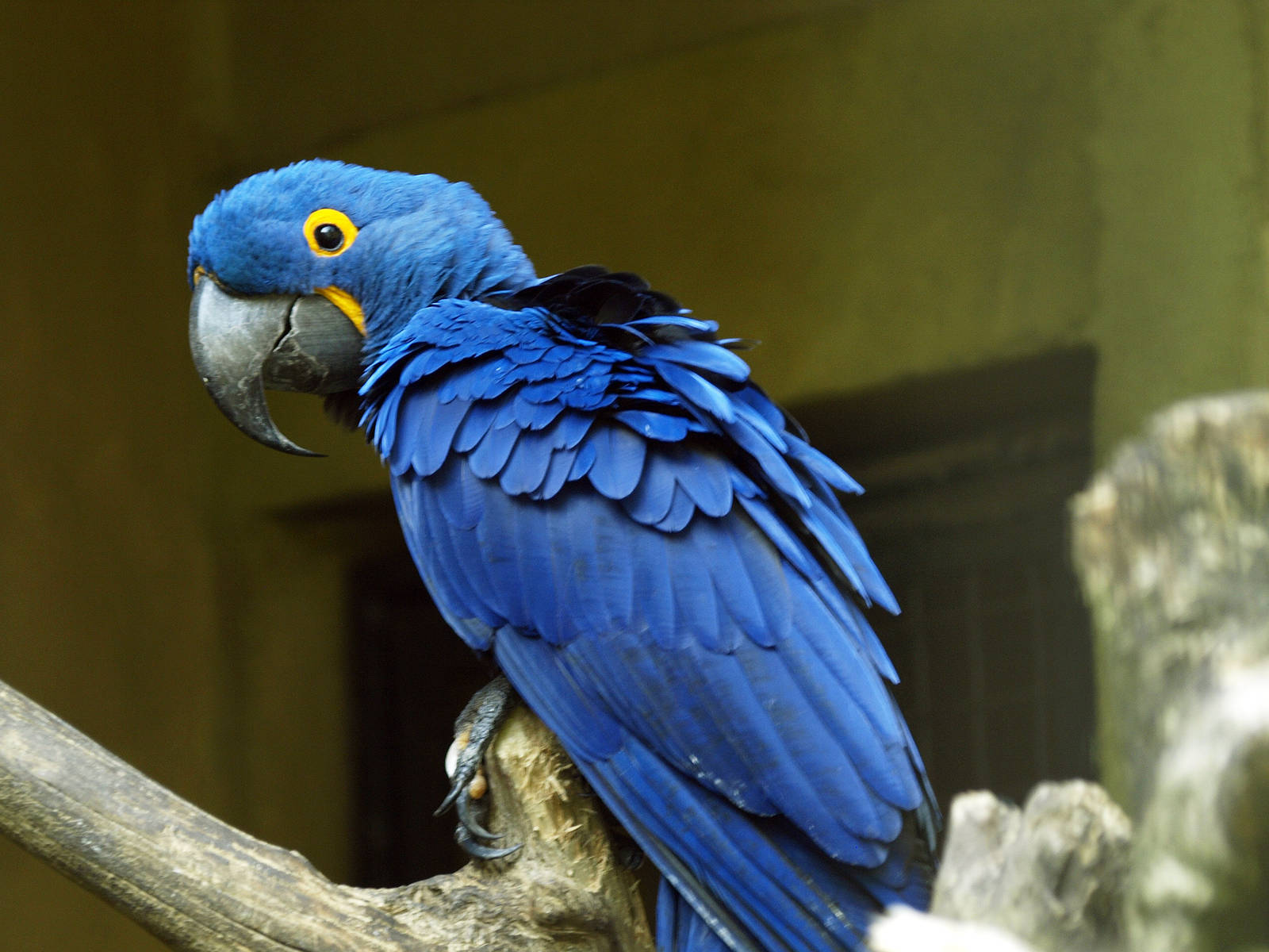 Hyacinth Macaw Backgrounds on Wallpapers Vista