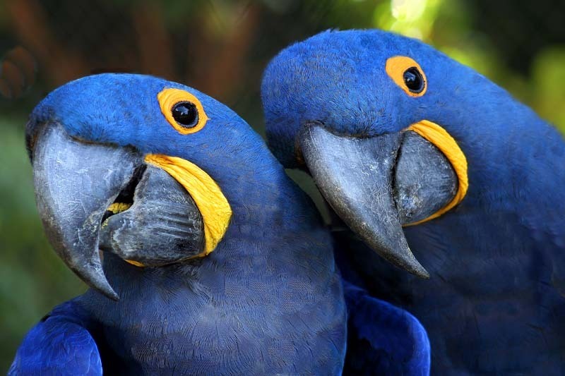 Hyacinth Macaw High Quality Background on Wallpapers Vista