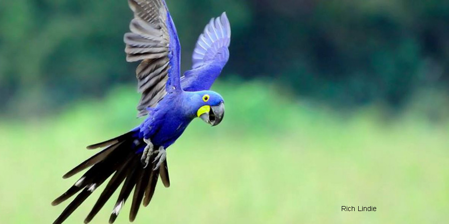 Nice Images Collection: Hyacinth Macaw Desktop Wallpapers