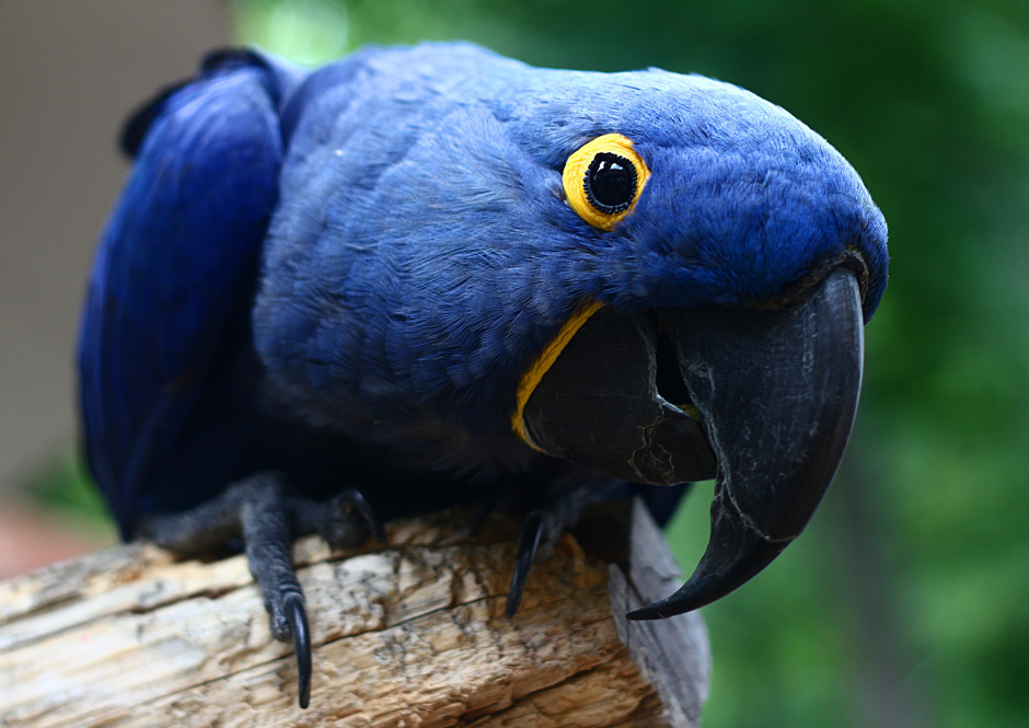 Nice Images Collection: Hyacinth Macaw Desktop Wallpapers