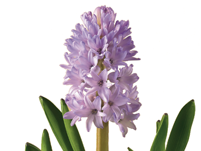 Hyacinth #12
