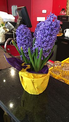 Hyacinth #7