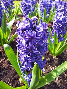 Hyacinth #18