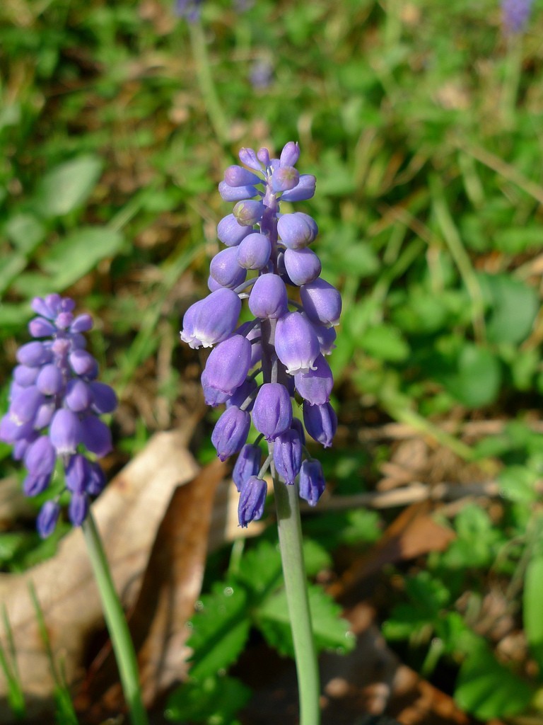 Hyacinth High Quality Background on Wallpapers Vista