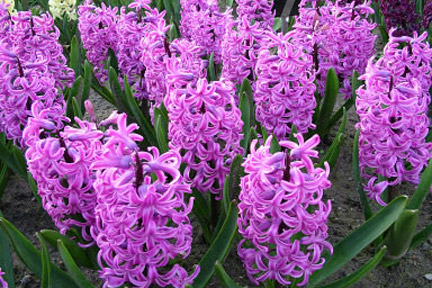 Hyacinth #6