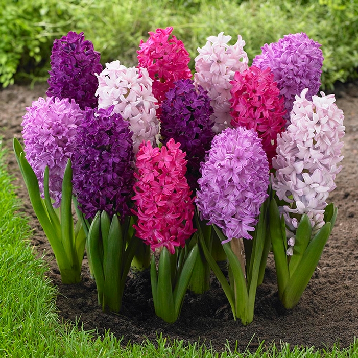 Hyacinth Backgrounds, Compatible - PC, Mobile, Gadgets| 701x701 px