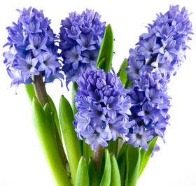Hyacinth #8