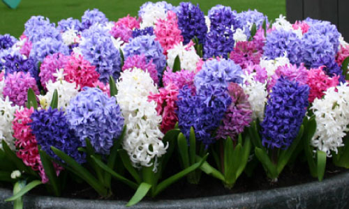 Hyacinth #15