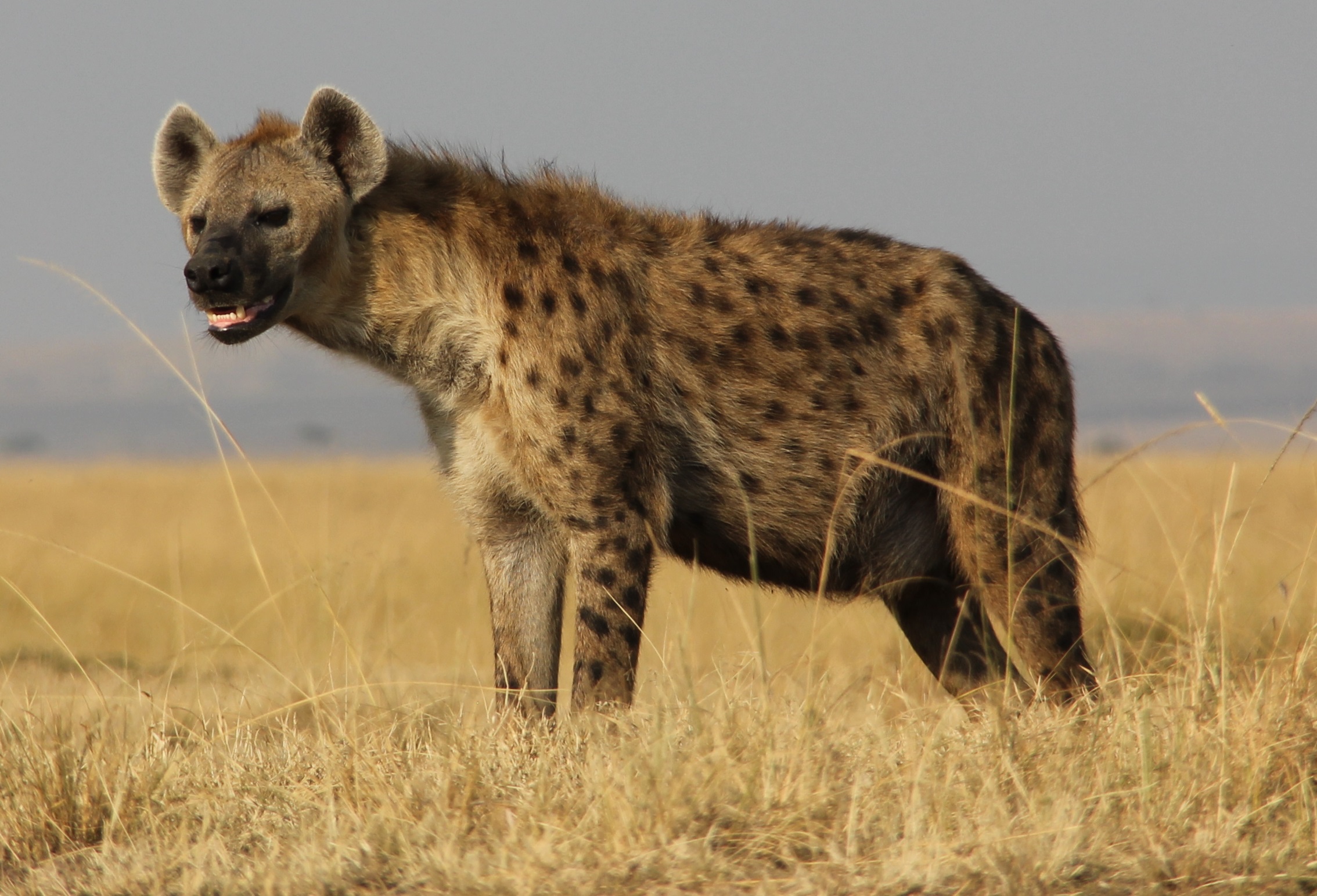 Amazing Hyena Pictures & Backgrounds