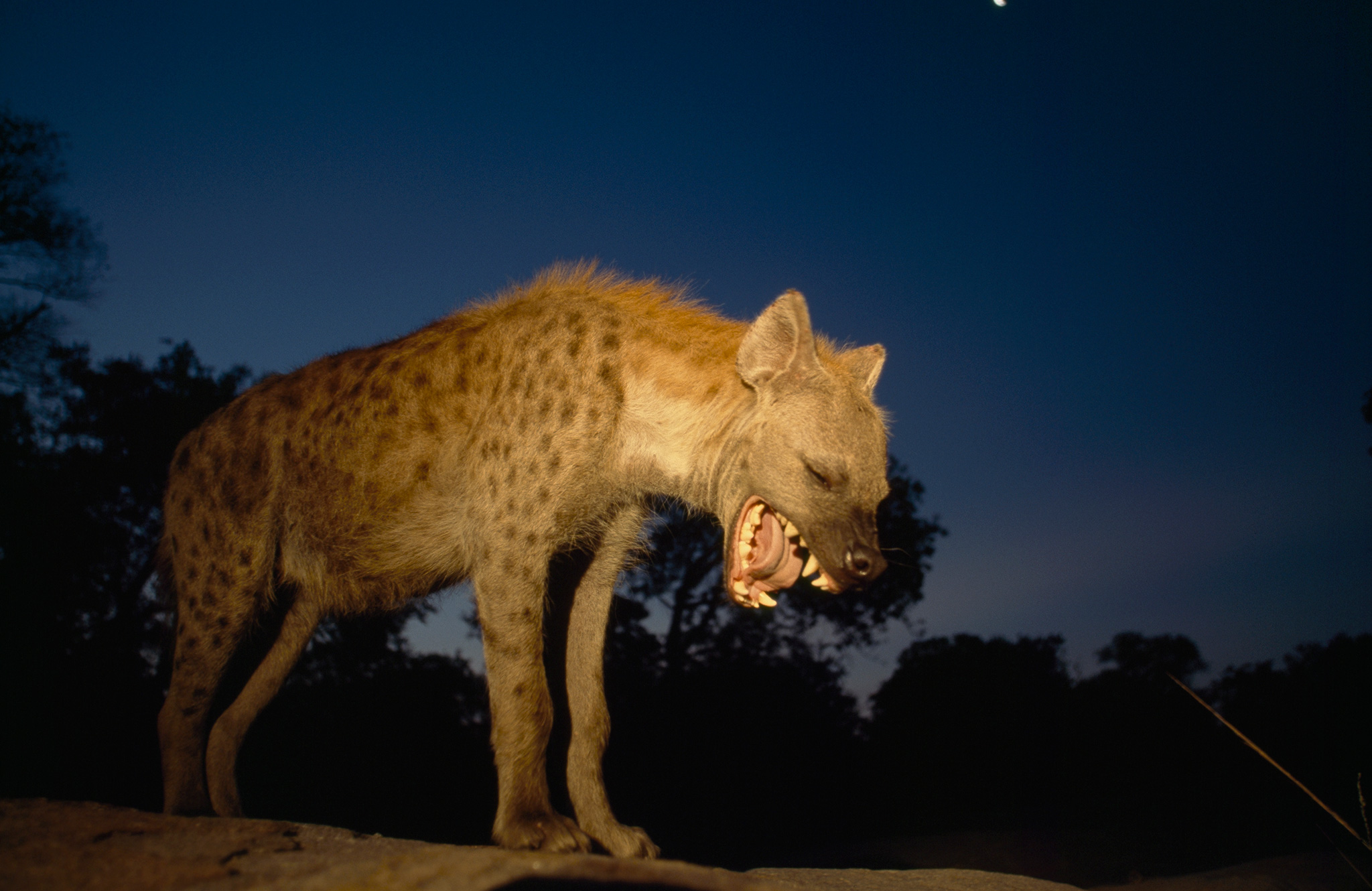 Nice Images Collection: Hyena Desktop Wallpapers
