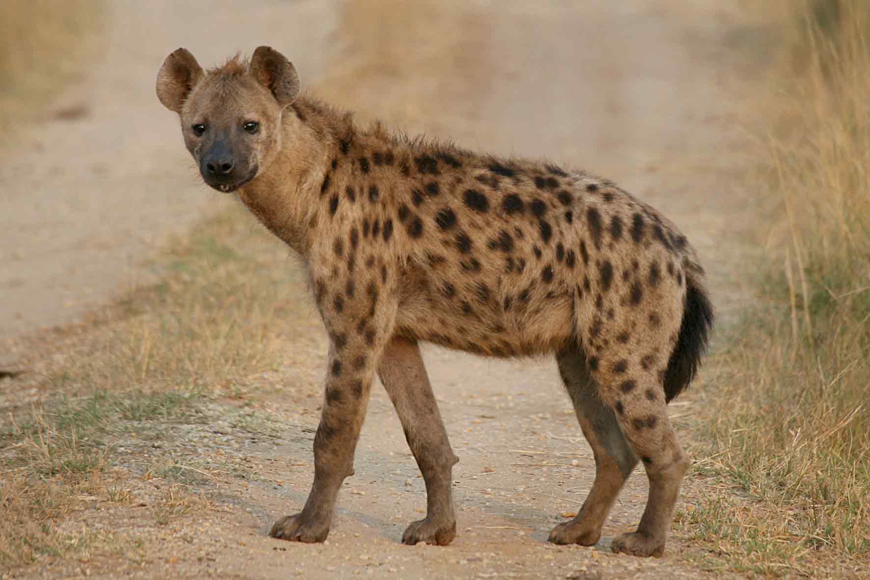 Hyena #18