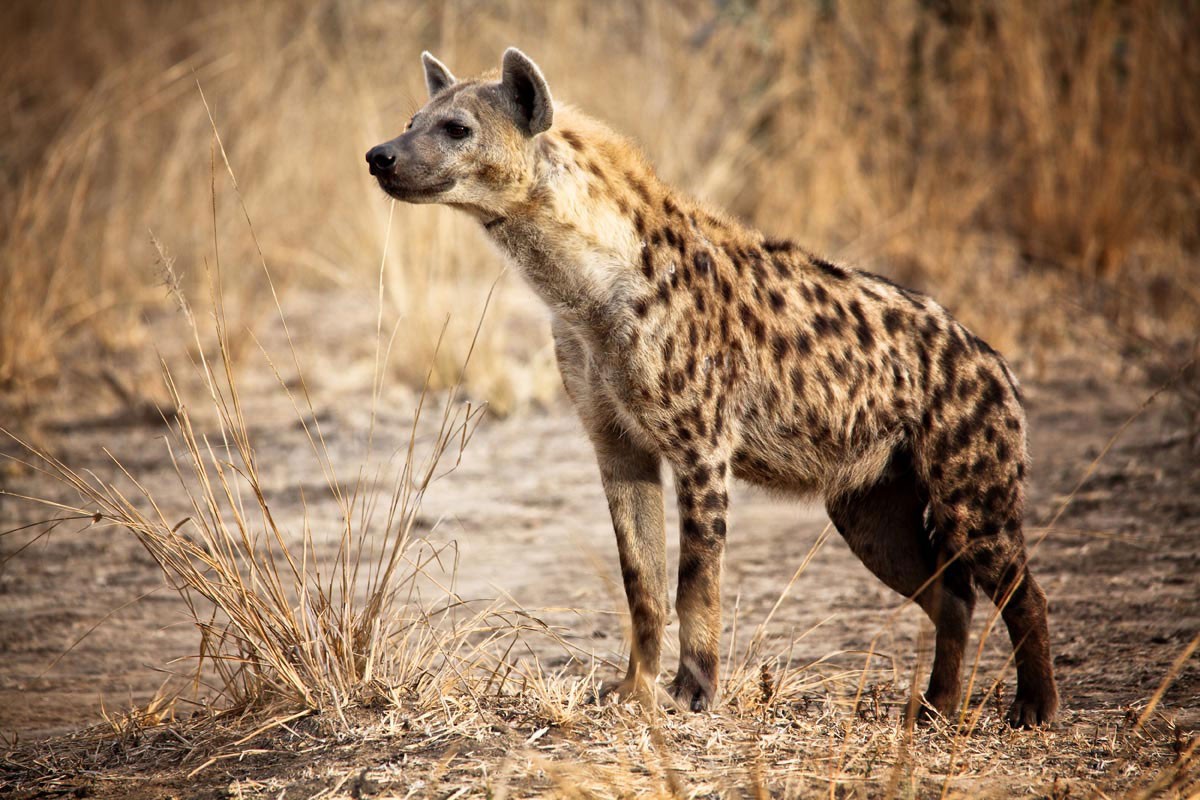 Hyena #14