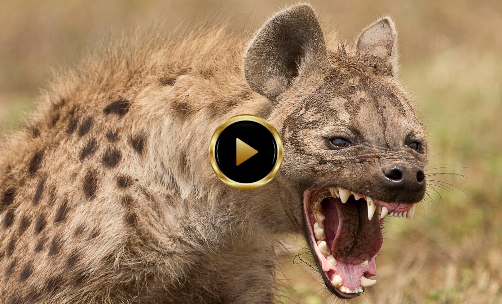 Hyena Pics, Animal Collection