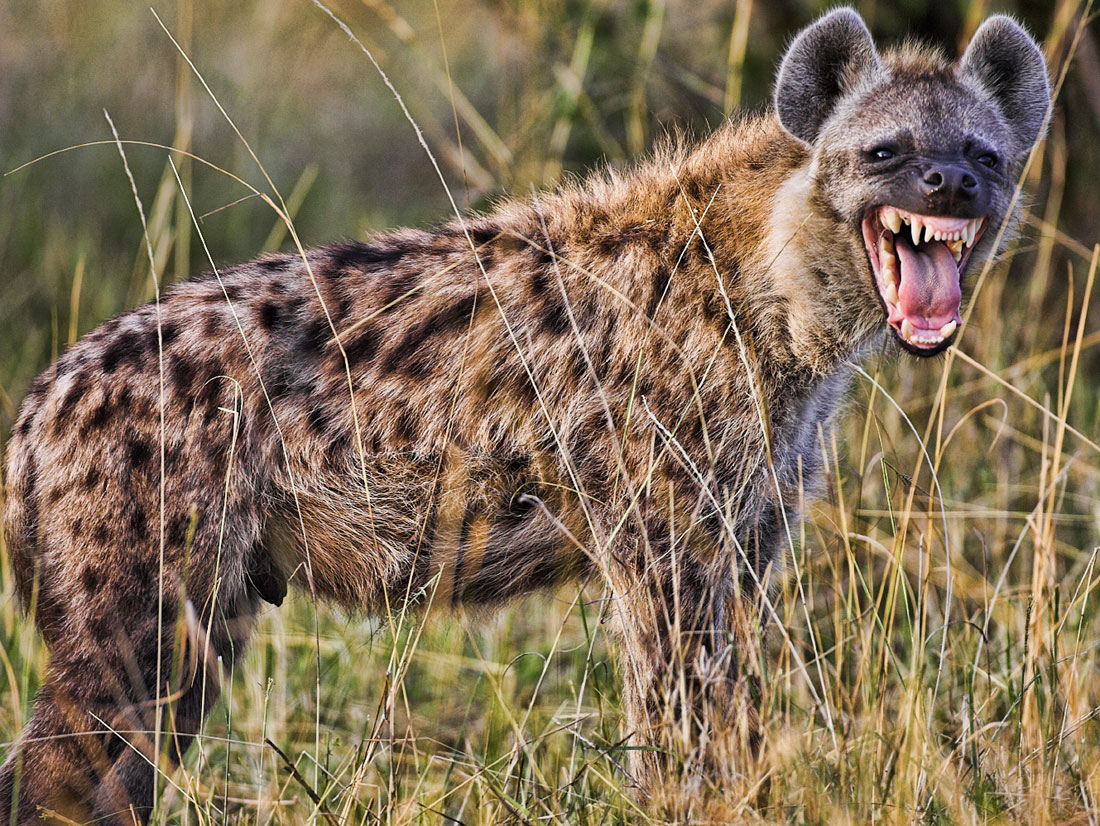 Hyena Backgrounds, Compatible - PC, Mobile, Gadgets| 1100x826 px