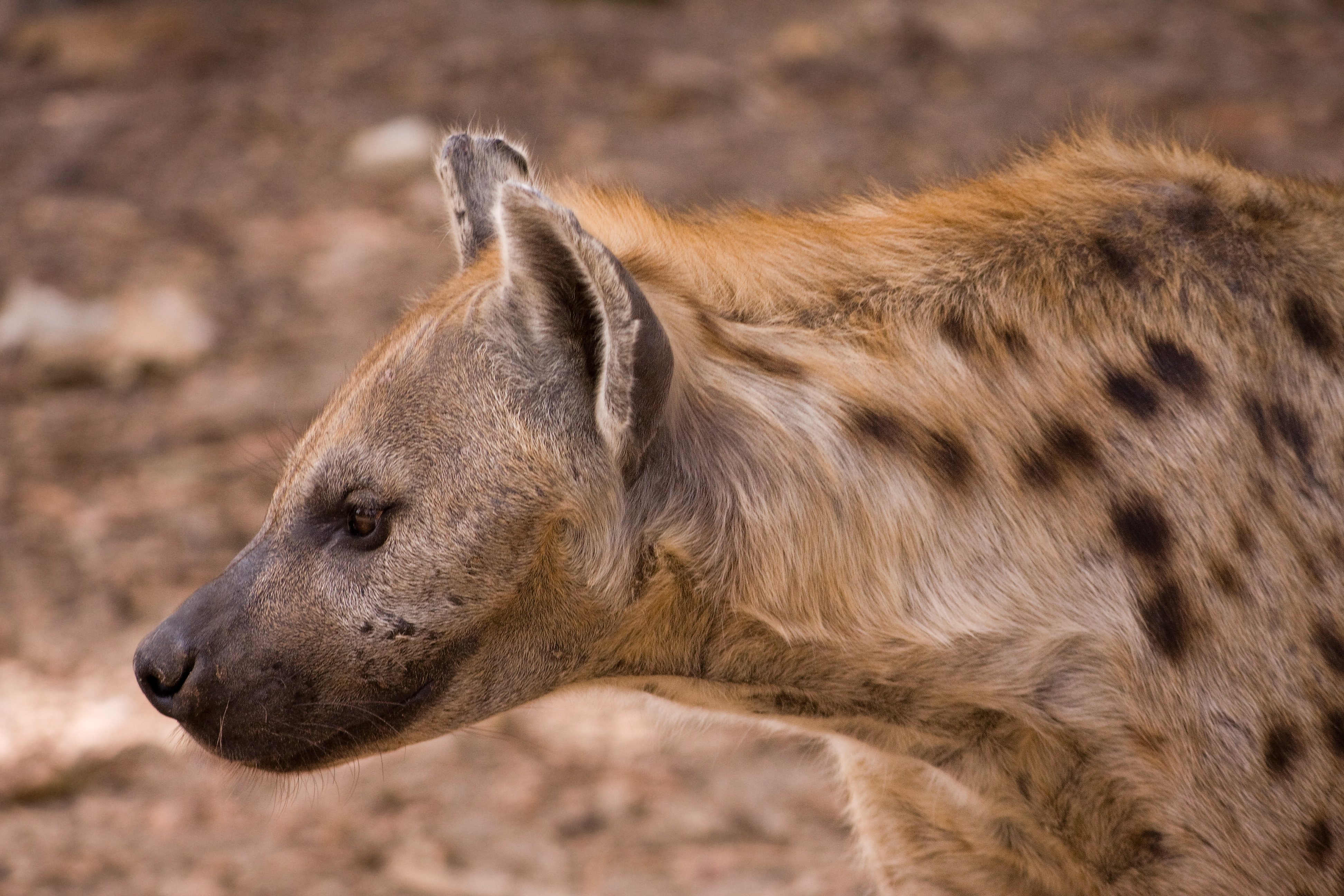 Hyena Backgrounds on Wallpapers Vista